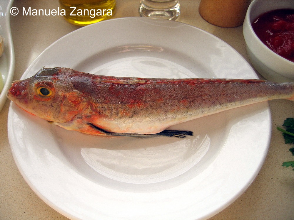 Red gurnard