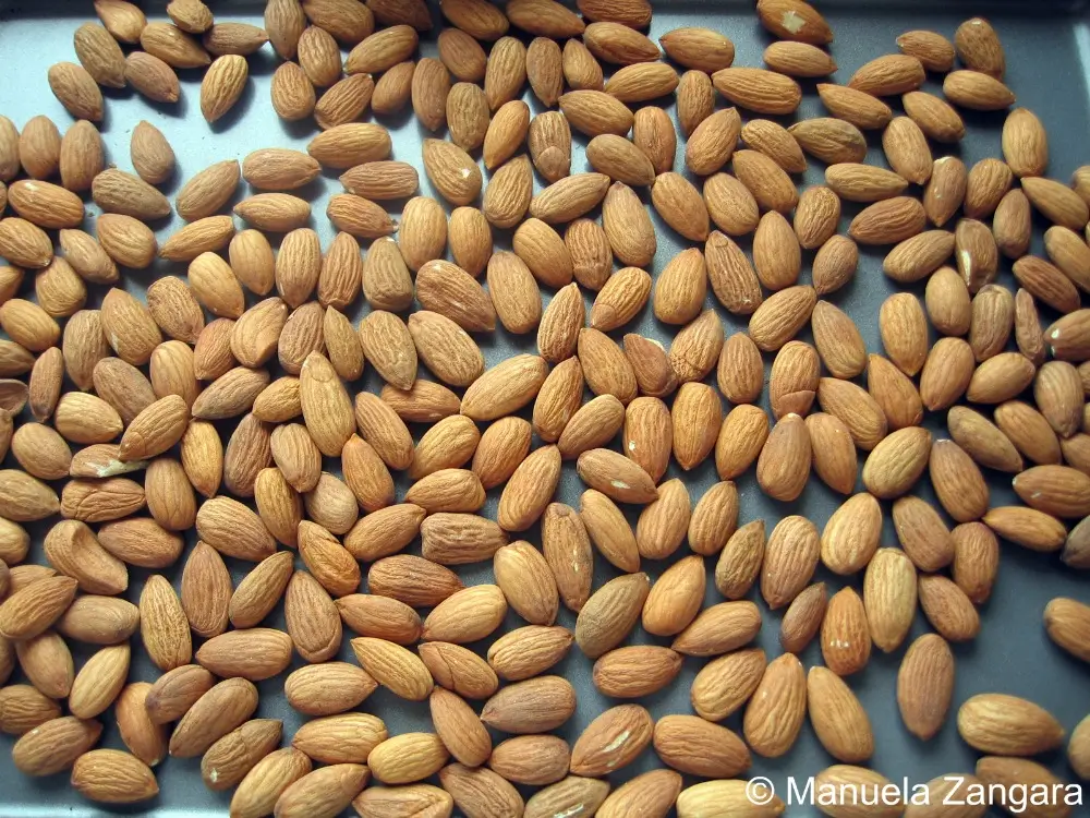 Single layer of toasted almonds cooling on a baking sheet.