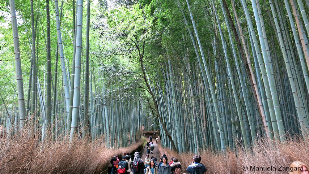 Arashiyama Bamboo Groves, Kyoto