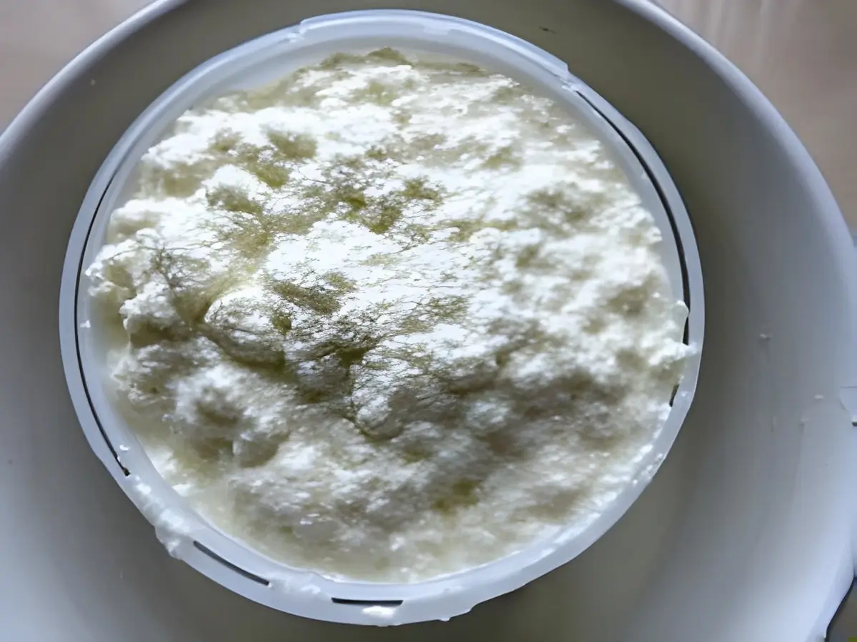 Firm goat’s milk ricotta shaped in a traditional mould on a board.